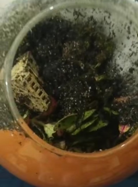 I Killed My First Terrarium in Two Weeks
