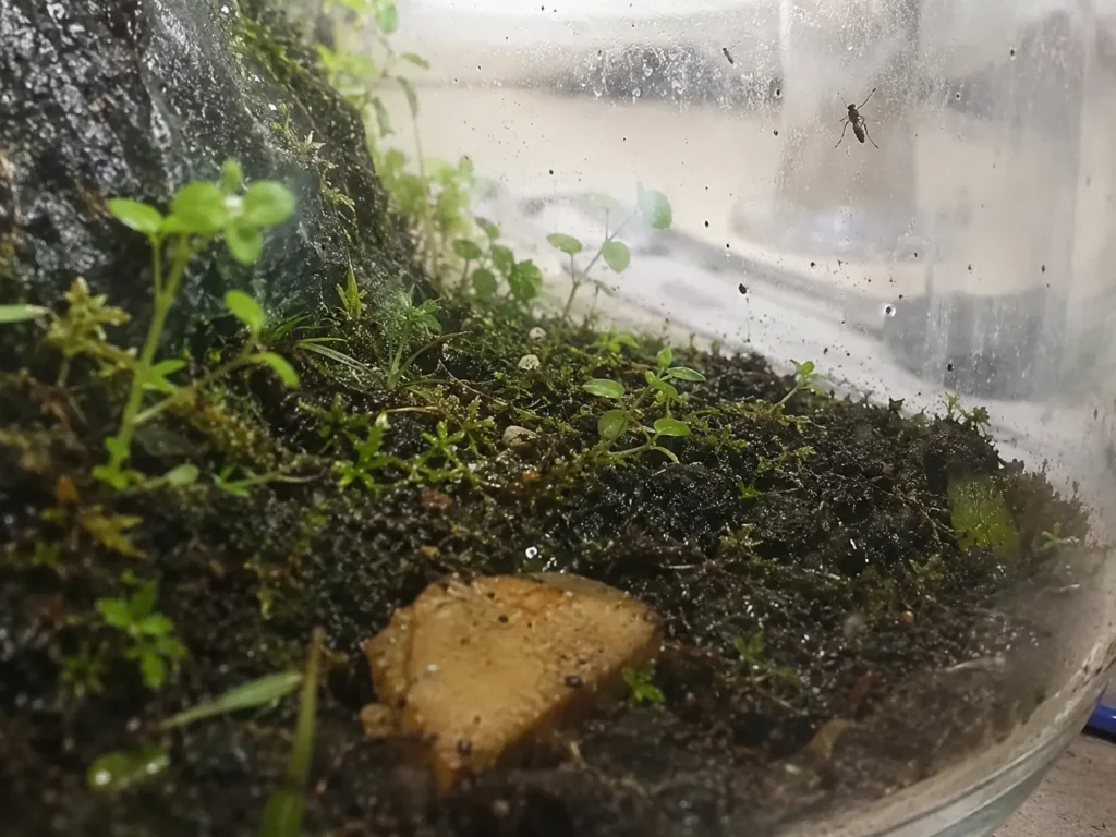 Fungus Gnat On My Terrarium Build