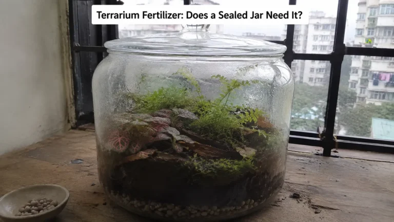 Terrarium Fertilizer, Does a Sealed Jar Need It