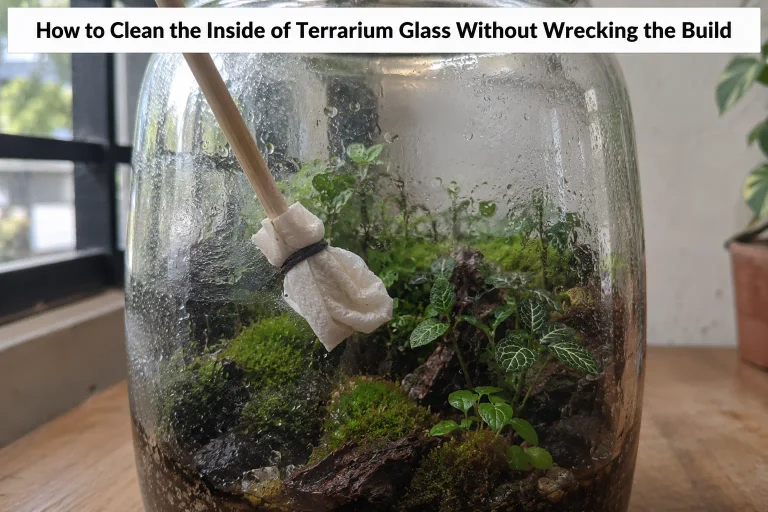 How to Clean the Inside of Terrarium Glass Without Wrecking the Build
